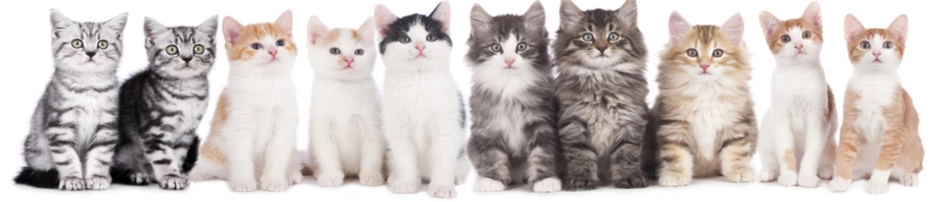 row of cats